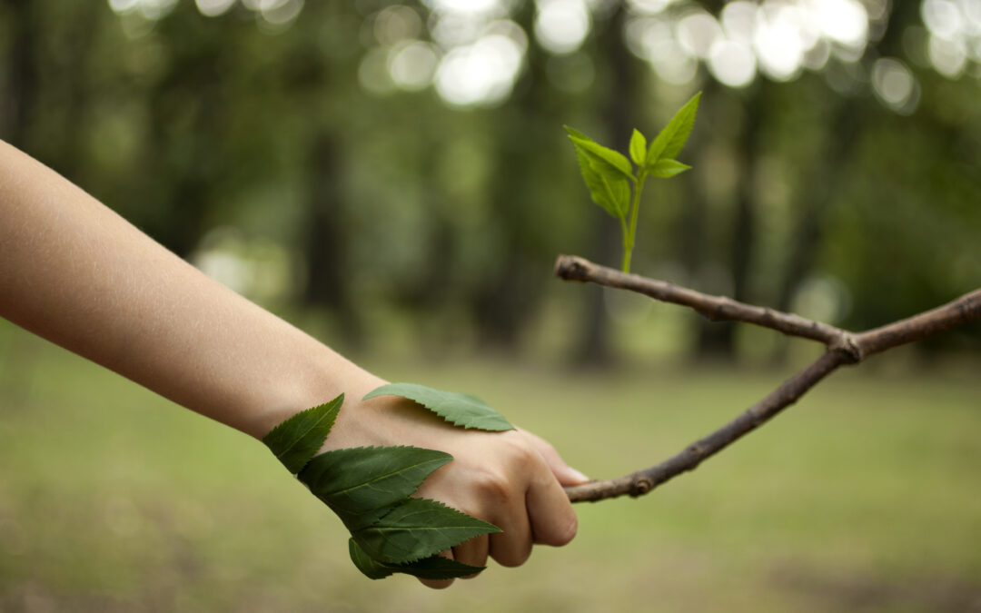 Forestales Latinoamericanos: Ejemplo de sostenibilidad en Costa Rica
